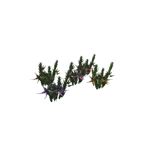 Flower Orbea caudata